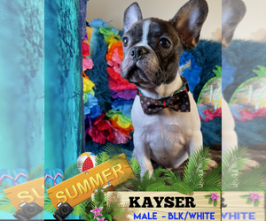 French Bulldog Puppy for sale in HEATHROW, FL, USA