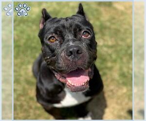 American Pit Bull Terrier Dogs for adoption in Sugar Land, TX, USA