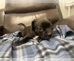 Small Photo #41 American Bully Puppy For Sale in REESEVILLE, WI, USA