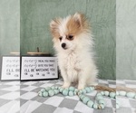 Small #3 Pomeranian