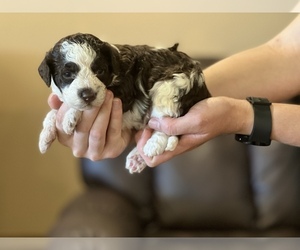 Lagotto Romagnolo Puppy for sale in SEYMOUR, MO, USA