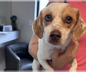 Pembroke Welsh Corgi-Unknown Mix Dogs for adoption in Olathe, KS, USA