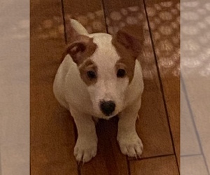Jack Russell Terrier Puppy for sale in MATTAPAN, MA, USA