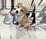 Small #1 Labrador Retriever Mix