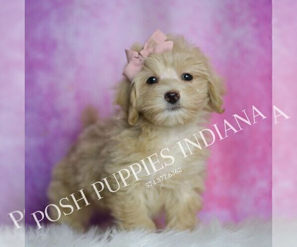 Medium Photo #35 Maltipoo (Miniature) Puppy For Sale in WARSAW, IN, USA