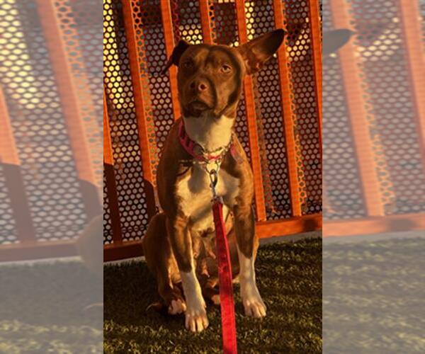 Medium Photo #1 Mutt Puppy For Sale in Las Vegas, NV, USA