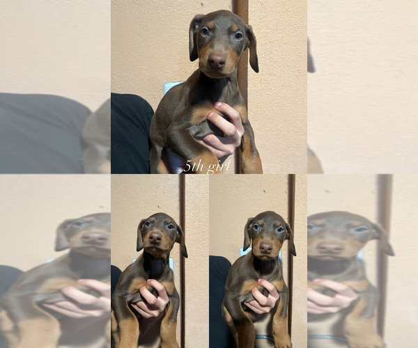 Medium Photo #6 Doberman Pinscher Puppy For Sale in WAPATO, WA, USA