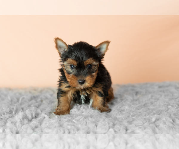 Medium Photo #2 Yorkshire Terrier Puppy For Sale in NAPPANEE, IN, USA