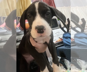 Great Dane Puppy for sale in NEW KENSINGTON, PA, USA