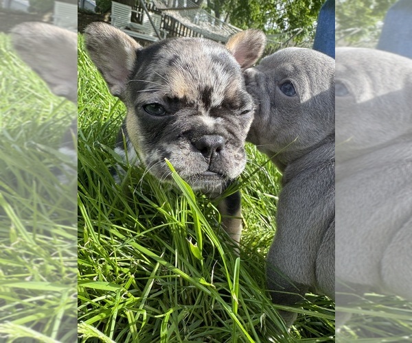 Medium Photo #9 French Bulldog Puppy For Sale in MIDDLEBURY, IN, USA