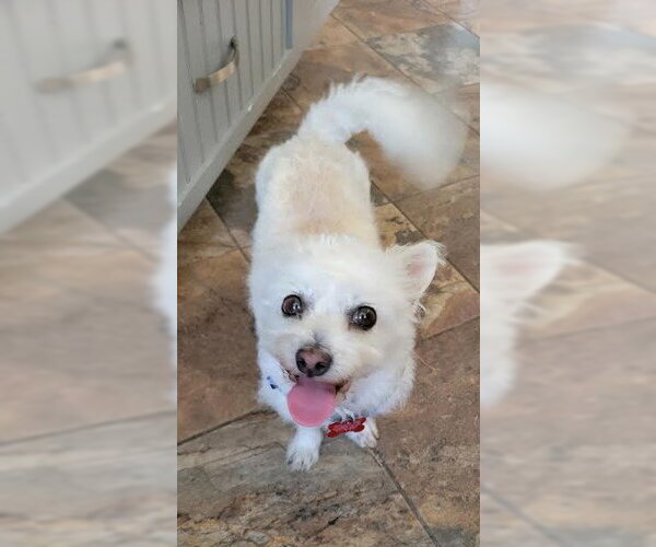 Medium Photo #2 Poodle (Miniature)-Unknown Mix Puppy For Sale in San Diego, CA, USA