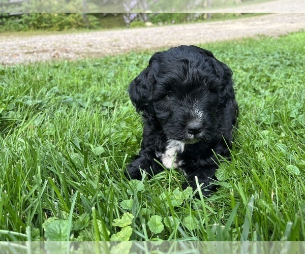 Medium Photo #4 Springerdoodle Puppy For Sale in CHETEK, WI, USA