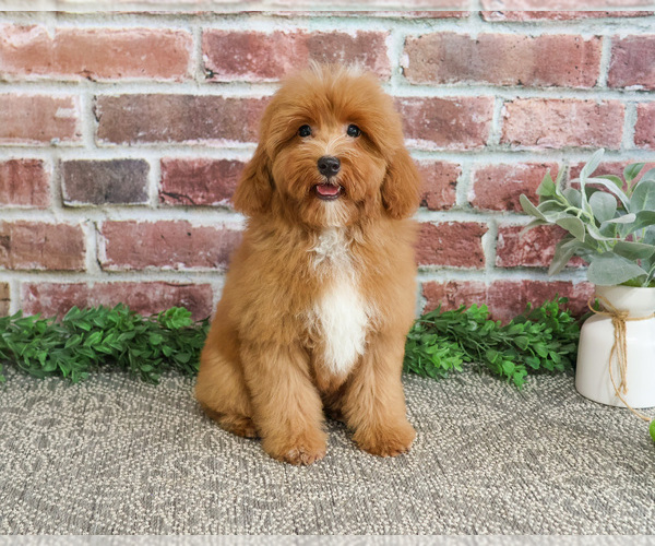 Medium Photo #3 Cavapoo (Miniature) Puppy For Sale in SYRACUSE, IN, USA