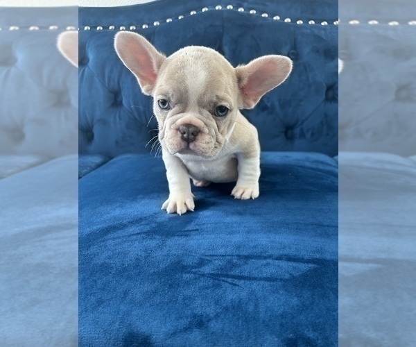 Medium Photo #14 French Bulldog Puppy For Sale in NEWPORT BEACH, CA, USA