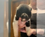 Small Photo #1 Akita Puppy For Sale in CHESAPEAKE, OH, USA
