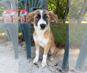 Great Pyrenees-Unknown Mix Dogs for adoption in Oakhurst, NJ, USA