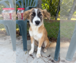 Small Great Pyrenees Mix