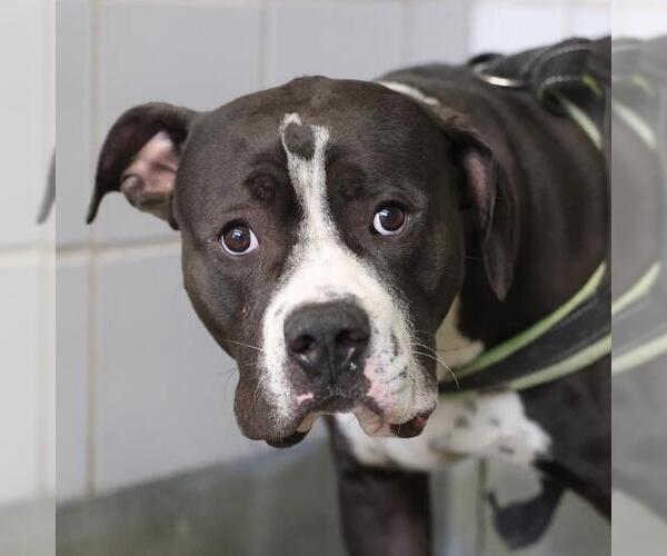 Medium Photo #1 American Staffordshire Terrier-Unknown Mix Puppy For Sale in San Antonio, TX, USA