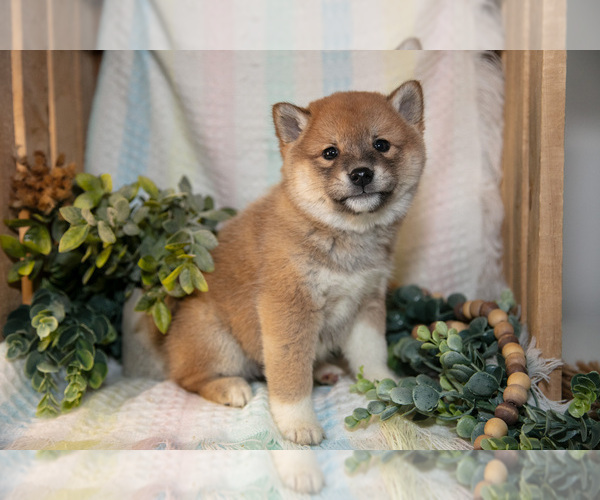 Medium Photo #1 Shiba Inu Puppy For Sale in TOPEKA, IN, USA