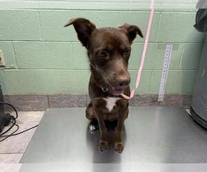 Labrador Retriever-Unknown Mix Dogs for adoption in Grand Prairie, TX, USA