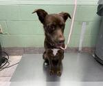 Small Labrador Retriever Mix