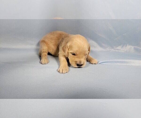 Medium Photo #33 Golden Retriever Puppy For Sale in BLACK FOREST, CO, USA