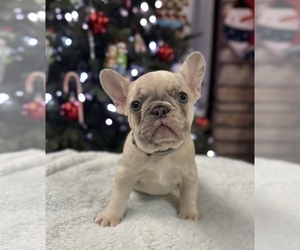 French Bulldog Puppy for sale in WEATHERFORD, TX, USA