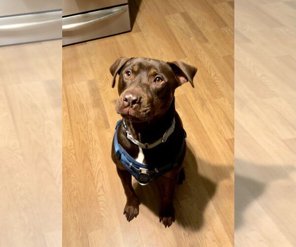 Medium Photo #9 American Staffordshire Terrier-Labrador Retriever Mix Puppy For Sale in Brewster, NY, USA