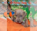 Small Photo #118 Great Dane Puppy For Sale in SPRAGGS, PA, USA