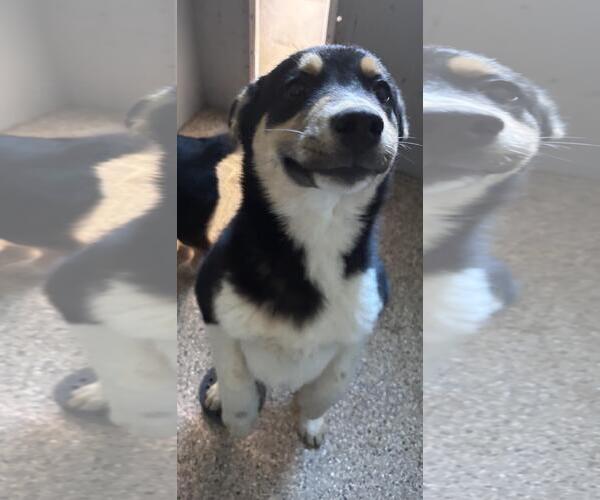 Medium Photo #5 Siberian Husky-Unknown Mix Puppy For Sale in Incline Village, NV, USA