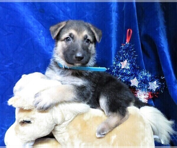 Medium Photo #1 German Shepherd Dog Puppy For Sale in HARTVILLE, MO, USA