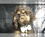 Small Photo #1 Cocker Spaniel Puppy For Sale in WARSAW, IN, USA