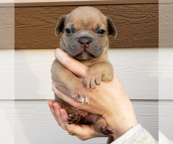Medium Photo #8 American Bully Puppy For Sale in PASCO, WA, USA