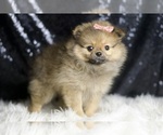 Small #1 Pomeranian
