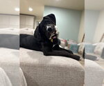 Small #3 Mastiff Mix