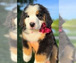 Puppy Loretta Lynn Great Bernese