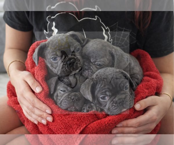 Medium Photo #1 French Bulldog Puppy For Sale in FAYETTEVILLE, GA, USA
