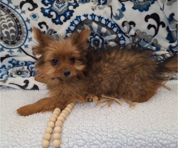 Medium Photo #2 Yoranian Puppy For Sale in ELKTON, KY, USA