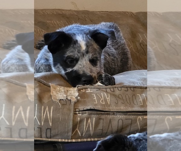 Medium Photo #1 Australian Cattle Dog Puppy For Sale in WATERBURY, VT, USA