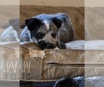 Small Australian Cattle Dog