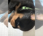 Small #5 Rottweiler