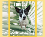 Small American Pit Bull Terrier Mix