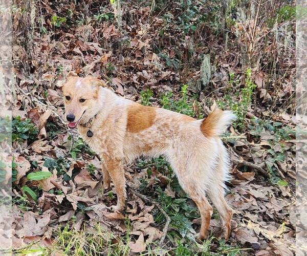 Medium Photo #1 Mutt Puppy For Sale in Paso Robles, CA, USA