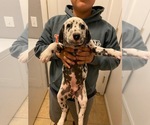 Small Photo #3 Dalmatian Puppy For Sale in GLENDALE, AZ, USA