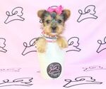 Small Photo #25 Yorkshire Terrier Puppy For Sale in LAS VEGAS, NV, USA