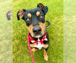 Doberman Pinscher-Unknown Mix Dogs for adoption in phoenix, AZ, USA