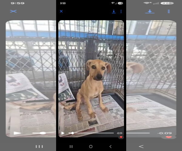 Medium Photo #2 Rhodesian Ridgeback Puppy For Sale in NYC, NY, USA