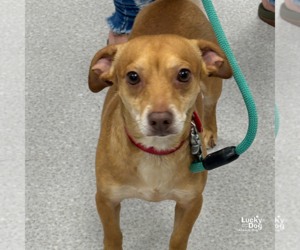 Chiweenie Dogs for adoption in Washington, DC, USA