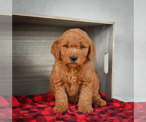 Goldendoodle Puppy for sale in ITASCA, TX, USA