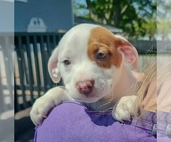 Medium Photo #5 American Staffordshire Terrier-Boston Terrier Mix Puppy For Sale in Huntley, IL, USA